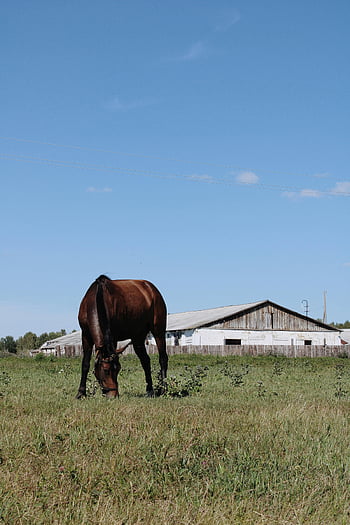 cavallo, mangiare erba, pascolo verde, fienile, chiaro cielo blu, Scena serena, cavallo al pascolo, paesaggio rurale, animale da fattoria, ambientazione esterna, vista sulla campagna
