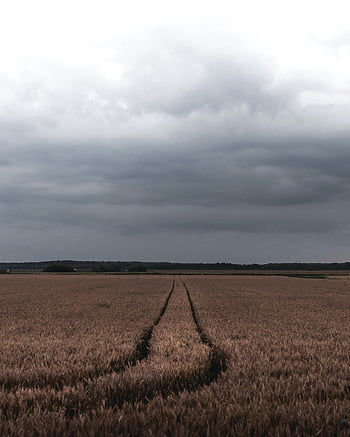 pšeničné pole, cesta, bouřkové mraky, venkovský, zemědělský, krása, obrovské, dramatický, krajina, venkov, Příroda