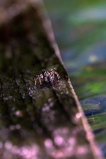 pavouk, skákání pavouk, pavouk zebra, hmyz, členovců, Arachnologie, Chyba, zvíře, Příroda, fauna, volně žijících živočichů