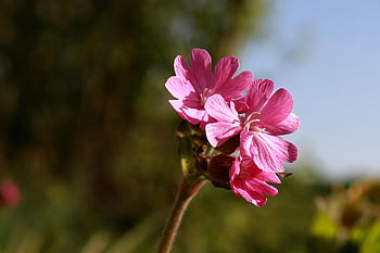 heath Orchid, blossom, bloom, pink, wildflower, pointed Flower, april, forest Elke, dianthus, red Catchfly, red Melandrium