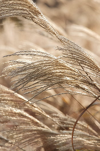 grass, plant, nature, dry, meadow, wiese, gräser, bokeh, sonnenlicht, blumen, sommer