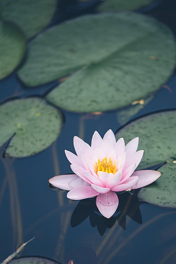 꽃, 수련, 꽃 배경, 아름다운 꽃들, 식물학, 수생 식물, 꽃잎, 성장, 꽃 벽지, 못, 담홍색