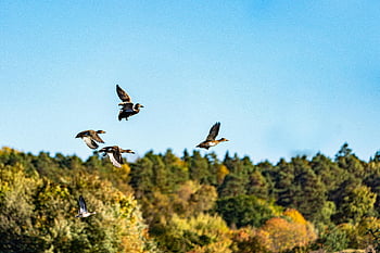 ducks flying, autumn forest, Enköping Sweden, serene wildlife, group of ducks, flying ducks, autumn trees, wildlife moment, forest scenery, ducks in flight, autumn colors