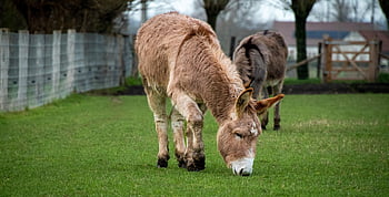 donkey, animal, equine, grazing, pasture, equestrian, meadow, farm, farm Animal, farm Yard, wildlife