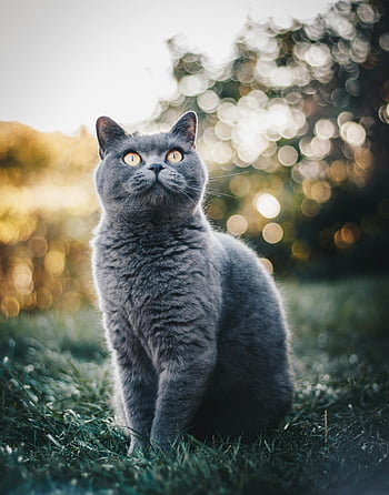 British Shorthair cat, sitting on grass, serene bokeh background, adorable cat, outdoor cat photo, gray cat, nature background, pet photography, cute cat, garden cat, bokeh effect