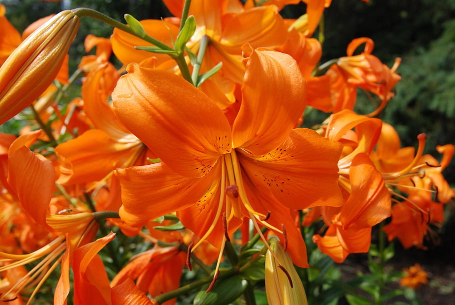 květ, rostlina, zahrada, okvětní lístky, Letní květinové, jaro, botanický, oranžový, Příroda, krása, Krásná