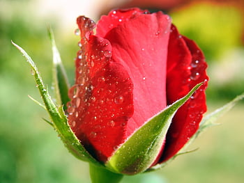 rosa, fiore, rugiada, bagnato, Guazza, rosa rossa, bellissimi fiori, fiore rosso, petali, fioritura, pianta