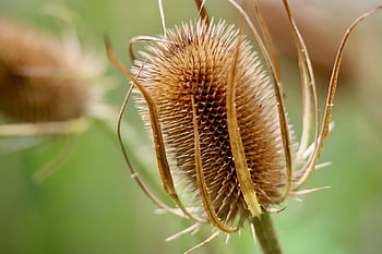 teasel, beautiful Flowers, flower, flower Wallpaper, dried, faded, dipsacus Fullonum, dry, nature, brown, dry Flower