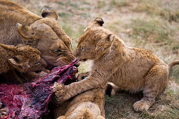 løver, mor, løve, kæledyr, rovdyr, natur, kat, løvinde, Afrika, dyr, dyreliv