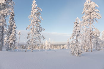 winter, snow, finland, cold, nature, landscape, white, frost, trees, frozen, sunrise