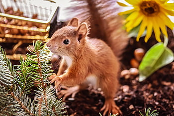 squirrel, rodent, cute, animal, nature, wildlife, foraging, possierlich, oak Kitten, attentive, creature
