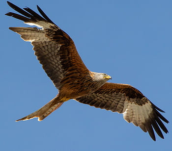 red Kite In Flight, red Kite, raptor, bird, feather, wing, portrait, plumage, flying, sky, bill