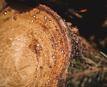 abete, resina, resina dell'albero, famiglia di pini, natura, albero, anelli annuali, abbaiare, taglio