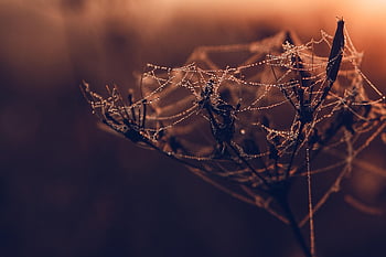 pavoučí síť, rosa, rostlina, sušené květiny, web, Příroda, svítání, pavučina, kapky rosy, kapky vody