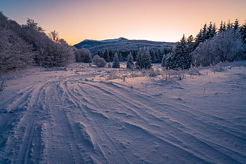 Schnee, Felder, Bäume, Nadelbäume, Nadelholz, Nadelwald, immergrün, Raureif, Schneefelder, Reifenspuren, Schneelandschaft