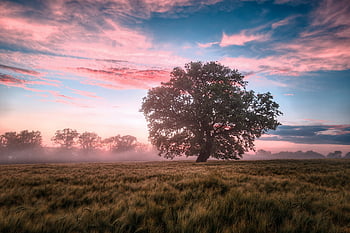 Mark, morgen, solopgang, daggry, natur, landskab, himmel