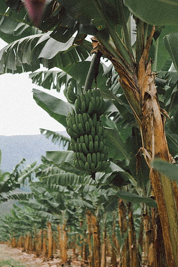 banánové plantáže, pěstování banánů, Svěží venkovní nastavení, Detailní banány, banánovníky, tropických rostlin, zelené banány, prostředí plantáže, venkovní plantáž, banán banda, banánové listy
