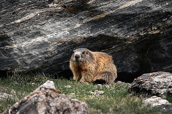 alpské svišť, Tirol Rakousko, Rocky pozadí, divoký hlodavec, hnědý hlodavec, zelená tráva, detail, Horská divoká zvěř, přirozené prostředí, alpské krajiny, fotografování divoké zvěře