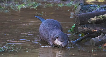 asian Short-clawed Otter, otter, water, grass, playful, cute, mammal, nature, animal, creature, wildlife