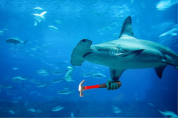 hammerhead Shark, shark, underwater, sea, predator, photomontage, carnivore, hammer, surreal, composing, photoshop