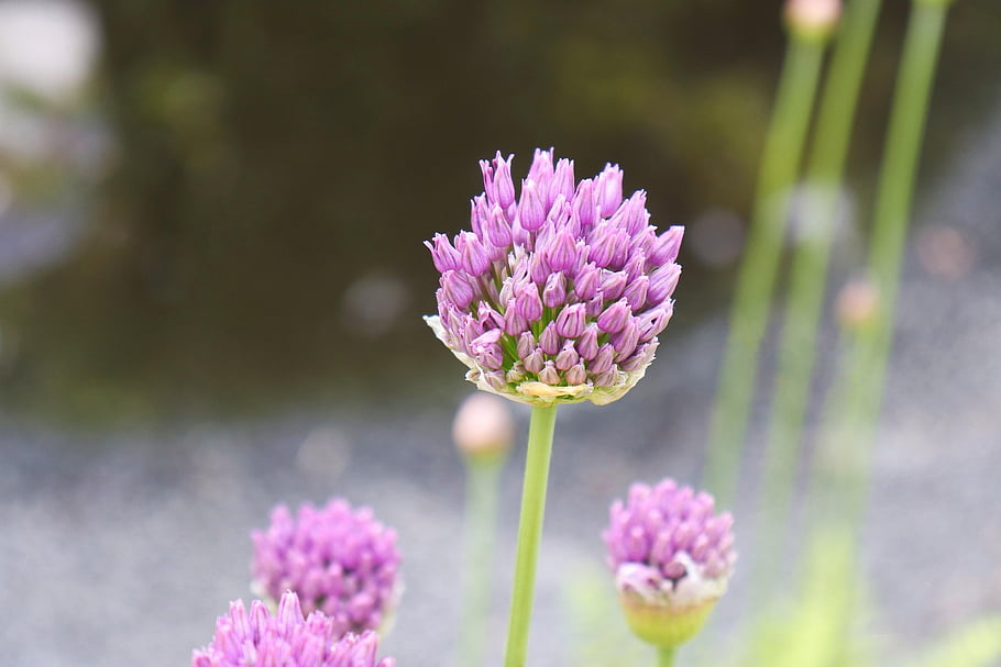 květ, nachový, zahrada, Příroda, rostlina, fialový, pažitka, krásné květiny, allium, nezralý, květinové tapety