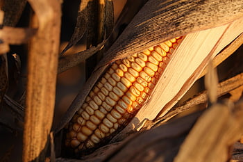 Mais, campo di mais, agricoltura, pianta, cibo, autunno, raccogliere, natura, avvicinamento, raccolto, sera