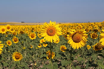 sunflowers, floors, scenery, yellow, nature, plantation, exploitation