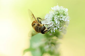 lebegnek, rovar, hornet hoverfly, hymenoptera, mentavirág, virágzik, virágzás, bezár, szárny, makró, beporzás