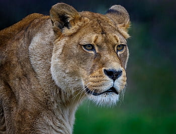 lev, lvice, Barbary Lion, Severoafrický lev, berberský lev, Egyptský lev, Atlas Lion, Kočkovitý, savec, lovec, dravec