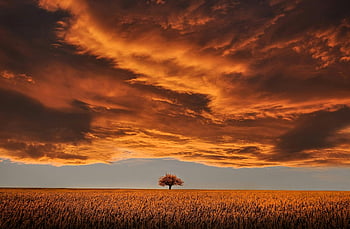 brown leafed tree, open field, white clouds, blue sky, sunset, landscape, nature, rural scene, single tree, dramatic sky, autumn colors