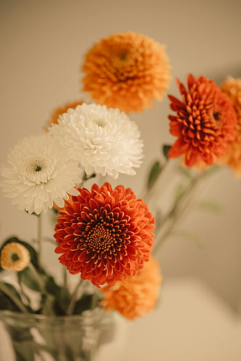 oranje en witte bloemen, dahlia's, bloemen achtergronden, Decor aandacht, Close-up bloemen, zachte focus, oranje dahlias, Witte Dahlia's, bloemstuk, vaasbloemen, kamerbloemen