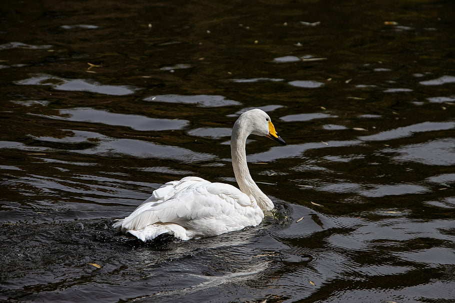 swan, white Swan, bird, animal, waterfowl, water, plumage, feathers, fauna, swim, ornithology