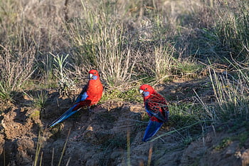 crimson Rosella, platycercus Elegans, bird, wildlife, wild, native, australian, australia, avian, nature, wings