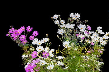 cosmos, nature, autumn, flower Wallpaper, flower, plant, beautiful Flowers, beauty, flower Background, korea, incheon