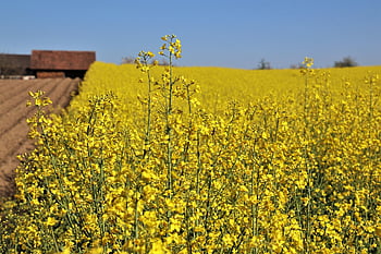 sárga, mező, repce, kunyhó, Orka, növekszik, a szőnyegen a virágok, falu, a horizont, repceolaj, a repce virág
