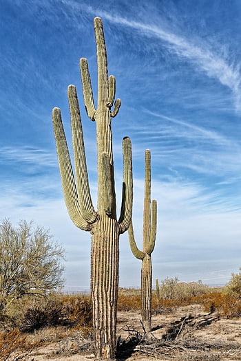 kaktus, poušť, saguaro, arizona, Příroda, jihozápadní, kaktusy, venkovní, scénický, krajina