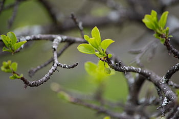 Blatt, Frische, Knospe, Natur, Pflanze, Baum, Wachstum, Botanik, Flora, Grün, Hintergrund