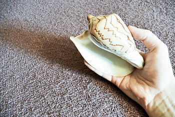 sink, shell, hand, nature, nautical, clam, souvenir, seashells, biology, natural