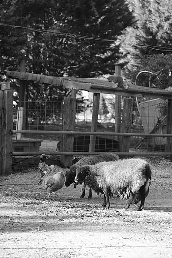 sheep, hens, animal, cat, farm, fence, enclosure, livestock, pet, nature, herd
