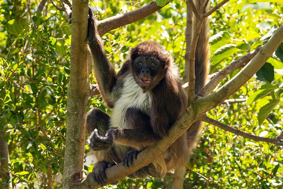 opice, primát, smutný, divoké zvíře, savec, fauna, strom, stvoření, zvíře, volně žijících živočichů, zoo