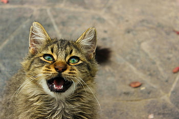 short-furred brown tabby cat, open mouth, cute fluffy kitten, green eyes, outdoor pavement, sitting, looking up