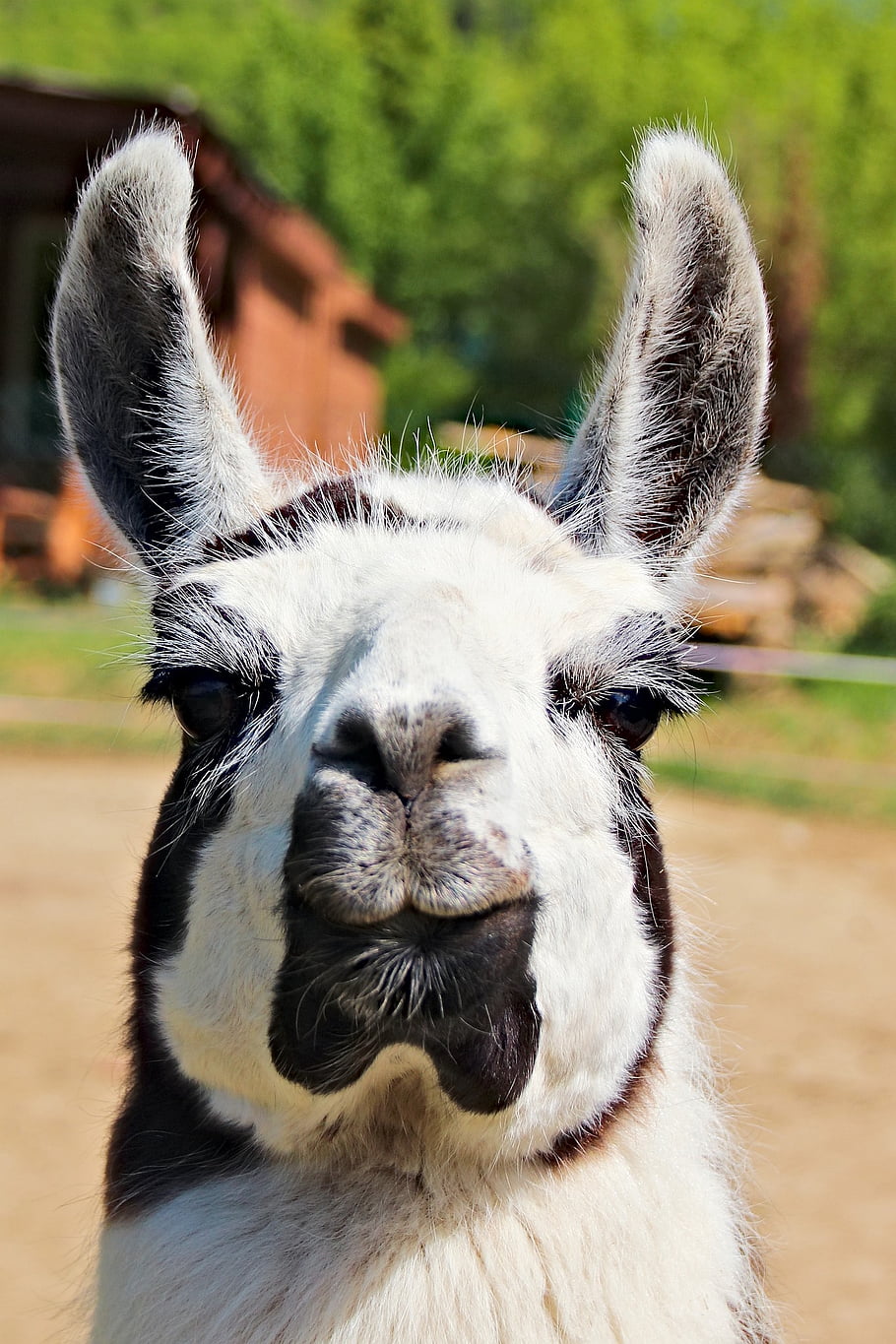 láma, Láma feje, fekete-fehér szőr, természet, állat, emlős, artiodactyla, állati portré