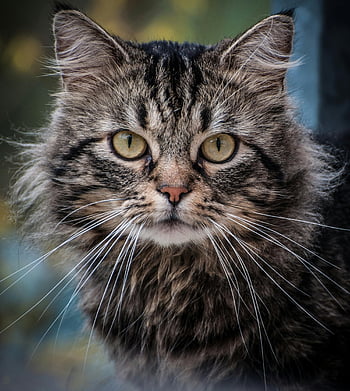 pisica gri, fotografie de aproape, tabby cat, ochi expresivi, mustati, blana pisica, pisica adorabilă, fata de pisica, portret de animale, animale de companie, Animal apropiat