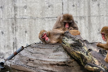 animal, monkey, baby Japanese Macaque Eating Leaves, massage, zoo, trip, nature, natural, landscape