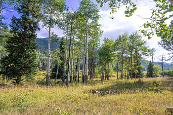 colorado, orman, titrek kavak, doğa, sonbahar, peyzaj, ağaçlar