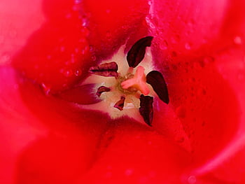 jaro, tulipán, zahrada, Příroda, flóra, květ, Tulipán květ, rostlina, velikonoční, brzy bloomer, zblízka