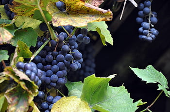 grapes, bunch Of Grapes, fruit, food, nature, autumn, season, wine