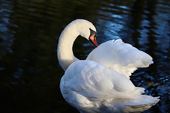 mute Swan, white Swan, water Bird, plumage, bird, animal, nature, gooseneck