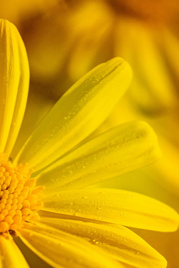 yellow flower, macro photography, dew-kissed petals, vibrant color, detailed petals, close-up image, nature photography, floral image, yellow petals, macro image, flower photography