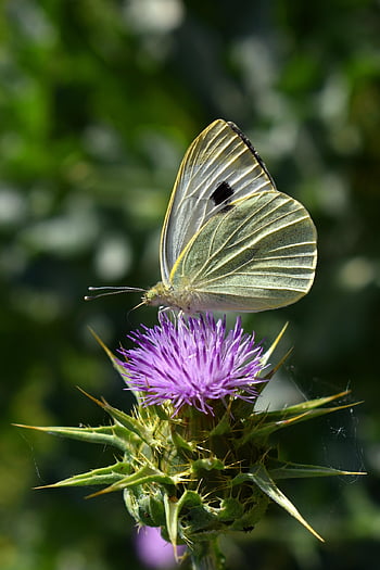 motýl, pieris, hmyz, bodlák, květinové pozadí, bílý, Příroda, krásné květiny, lepidoptera, rostlina, botanika